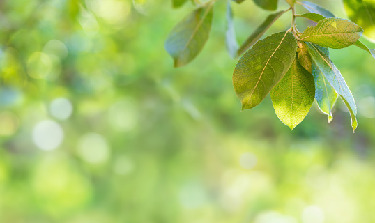 Tree branch with fresh green leaves and defocused blurred motion green lush foliage at background. Spring and summer background with copy space. Soft focus.