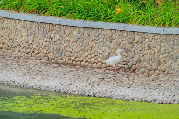 Bautiful white goose in the garden. White goose walking on the stone walkway in the park, Thailand.