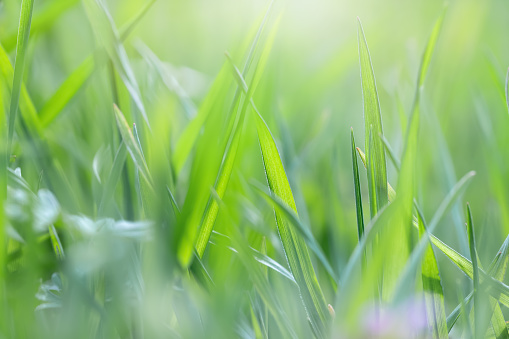 Fine soft green purple leaves, close-up macro