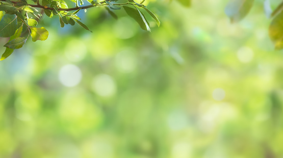Abstract spring and summer background with copy space. Tree branch with fresh green leaves and defocused blurred green lush foliage at background. Soft focus.