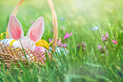 Happy Easter greeting card. Easter eggs painted in pastel colors in basket and Easter bunny ears behind a basket on a green meadow on sunny day. Defocused sun lights on background. Easter egg hunt concept.