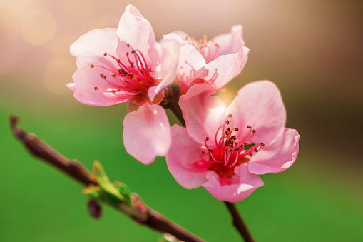 Peach blossom. Close-up photo of a blooming peach branch in spring and a ray of sunshine in the background. Selective focus.