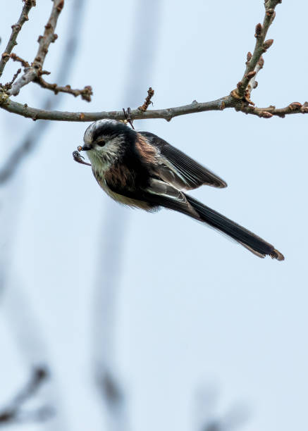 istock Dublin's Delight - Long-Tailed Tit (Aegithalos caudatus) in Father Collins Park 1928415236