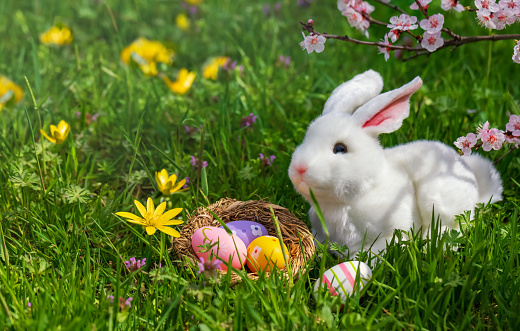 Easter bunny hides Easter eggs in the green grass on sunny day. Funny springtime landscape with green fresh grass and blossoming peach. Easter eggs hunt concept.