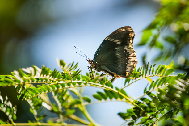 istock Myanmar Travel Images eggfly butterfly 1928420974
