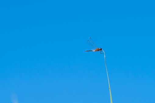 Holding on, a dragonfly on end of blade of grass against blue sky.