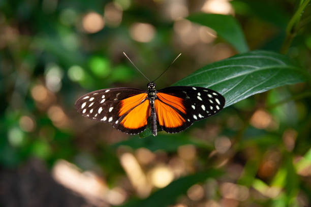 istock Golden heliconian butterfly 1928421486