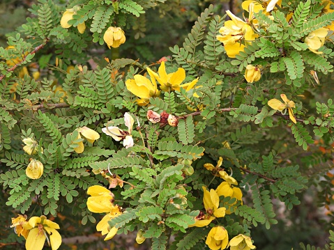 Partridge pea - also known as Sleeping plant, Sensitive plant, Common partridge pea, Golden cassia, Large-flowered sensitive pea, Locust weed, Prairie senna, Sleeping plant, Senna .