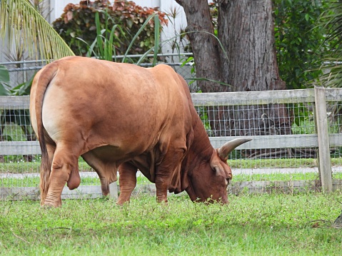 Longhorn X Red Brahman is referred to as a 