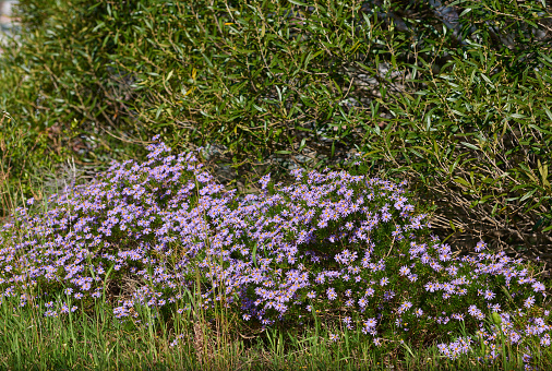 Wild Flowers, plants and trees in the nature around  Cape Town, South Africa,