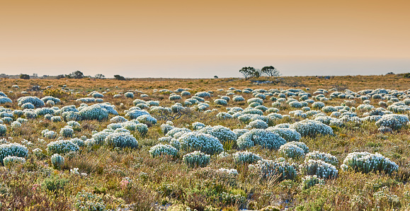 different types of cactuses in a dry area - panorama stitch