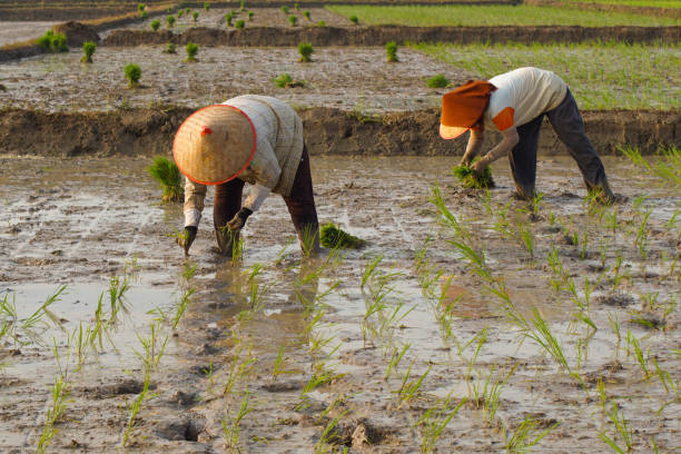 istock planting rice seedlings in a rice field 1928469000