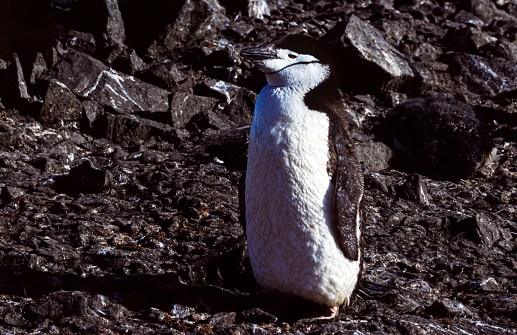 Close-up of molting wild chinstrap penguin (Pygoscelis papua) sunning itself in a rocky penguin rookery off the shore of Antarctica,\n\nTaken in Antarctica
