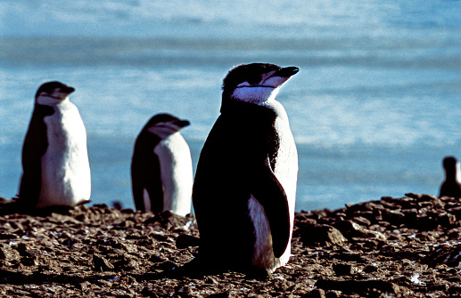 Close-up of wild chinstrap penguins (Pygoscelis papua) sunning themselves in a rocky penguin rookery off the shore of Antarctica,\n\nTaken in Antarctica