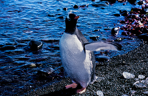 One wild gentoo penguin chick on Antarctica beach.\n\nTaken in Antarctica