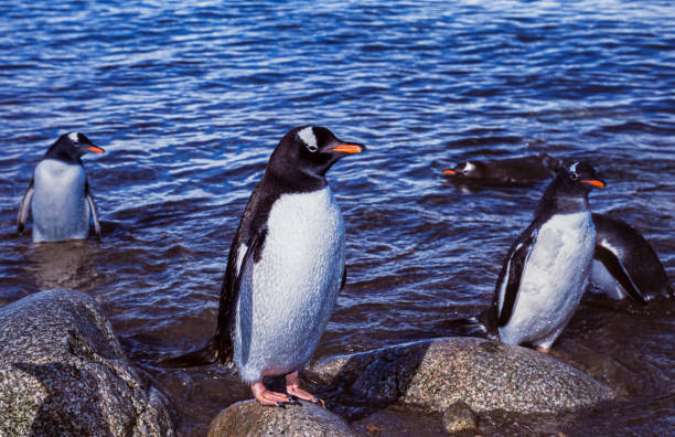 istock Small Flock of Wild Gentoo Penguin on Antarctica Beach 1928528399