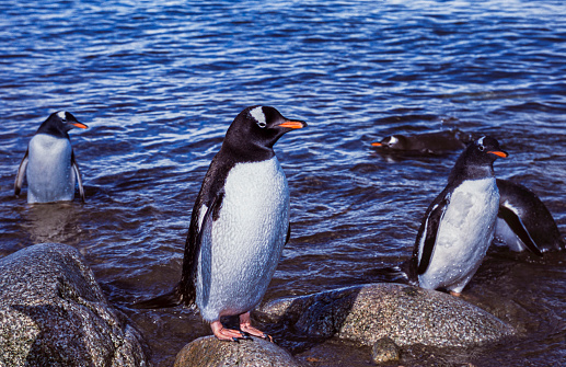 Small flock wild gentoo penguin chick on Antarctica beach.

Taken in Antarctica