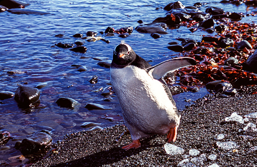 One wild gentoo penguin chick on Antarctica beach.  Chick is losing it's early life down feathers.\n\nTaken in Antarctica