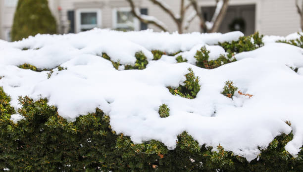 istock Winter wonderland: Snow blankets plants and streets in a serene scene, creating a peaceful and magical atmosphere 1928547624