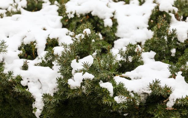 istock Winter wonderland: Snow blankets plants and streets in a serene scene, creating a peaceful and magical atmosphere 1928547634