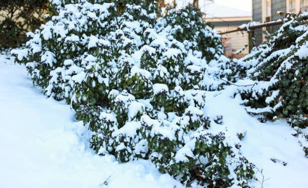 istock Winter wonderland: Snow blankets plants and streets in a serene scene, creating a peaceful and magical atmosphere 1928548150