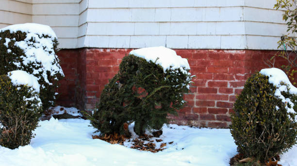 Winter wonderland: Snow blankets plants and streets in a serene scene, creating a peaceful and magical atmosphere