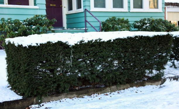 istock Winter wonderland: Snow blankets plants and streets in a serene scene, creating a peaceful and magical atmosphere 1928548674