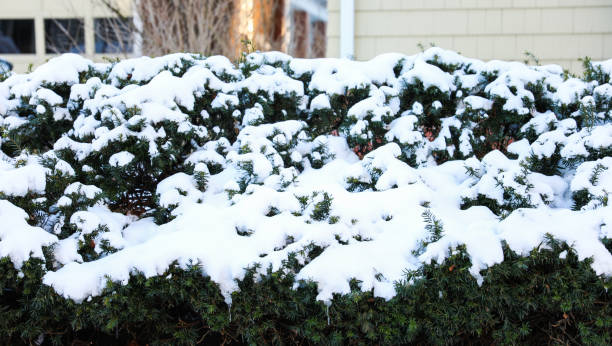 Winter wonderland: Snow blankets plants and streets in a serene scene, creating a peaceful and magical atmosphere