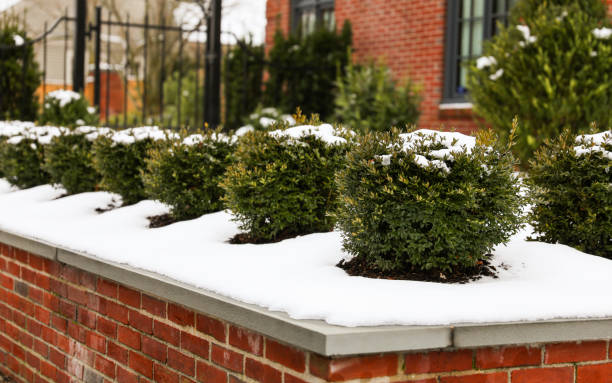 Winter wonderland: Snow blankets plants and streets in a serene scene, creating a peaceful and magical atmosphere