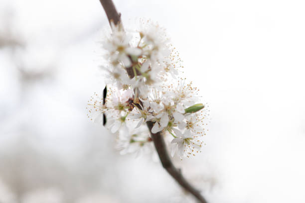Branch of a blooming apricot tree with white flowers