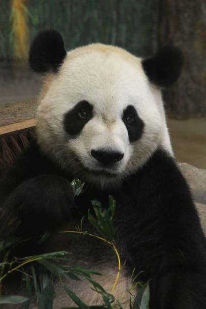 istock Portrait of a panda in a zoo 1928620202