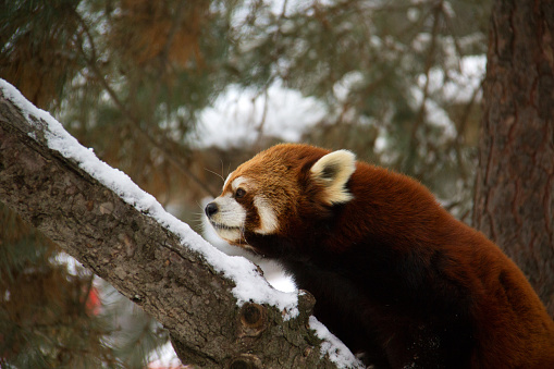 Red panda climbing a snowy tree