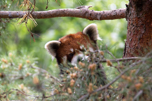 Head of a red panda hiding in a tree
