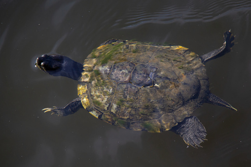 Turtle swimming in brown dirty water