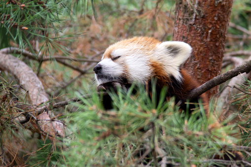 Red panda sleeping and hiding in a tree