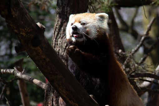 Red panda climbing a snowy tree