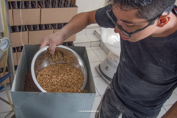 istock Latino man grinding barley for craft beer production 1928637539