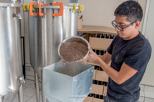 Latino man pouring barley seeds for craft beer production