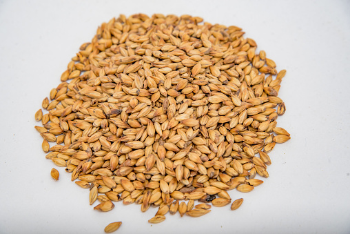closeup of barley seeds for beer production
