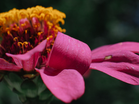 purple flower macro