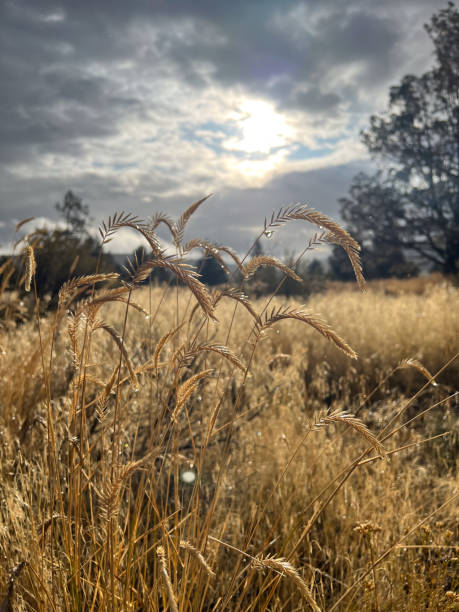 istock Morning dew in field 1928682324