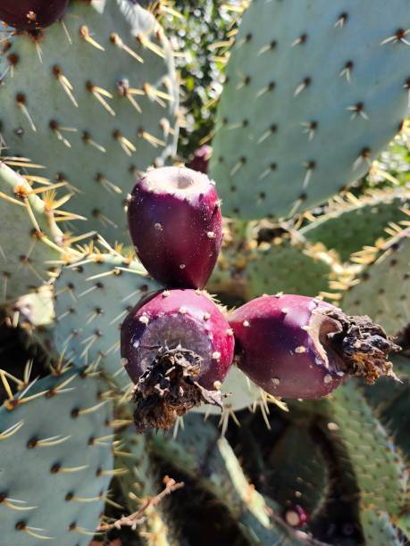 istock Prickly pear cactus fruits 1928692671