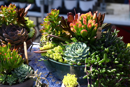 Assortment of potted succulents
