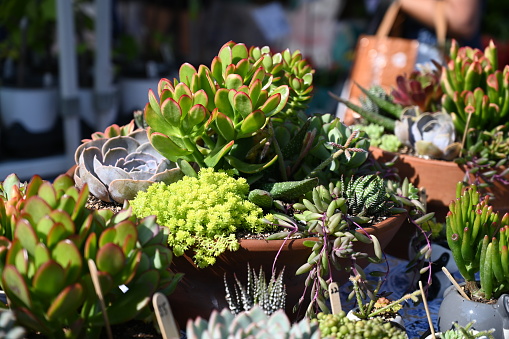 Assortment of potted succulents