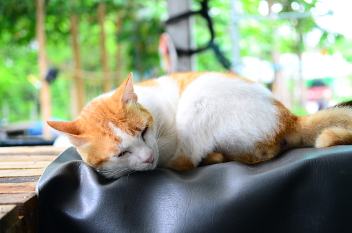 cute thai cat