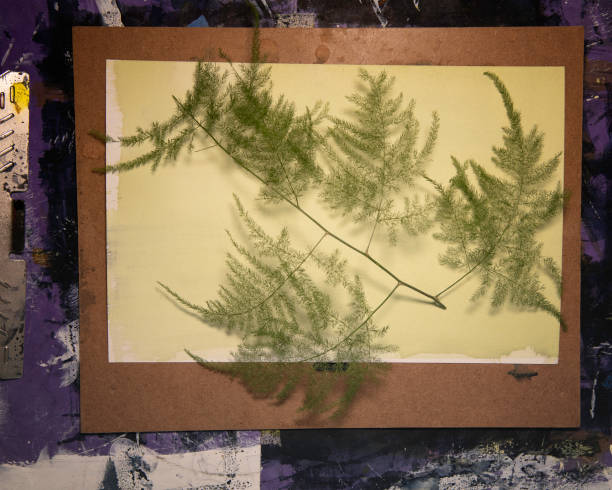 istock Plant Leaves on Cyanotype Paper. 1928719390