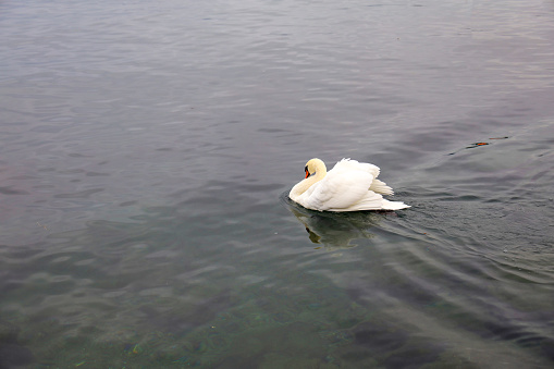 White swan is swimming on the river near the boat at swiss