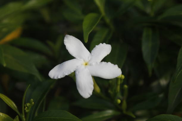 istock white flower green natural background 1928743954