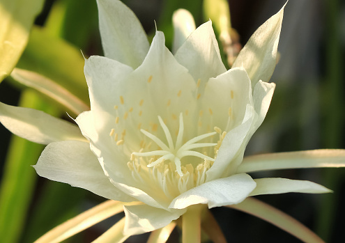 Epiphyllum oxypetalum have latin named Epiphyllum oxypetalum. Epiphyllum flower from cactaceae family. Epiphyllum flower or wijayakusuma has white color. this plant grow in the garden