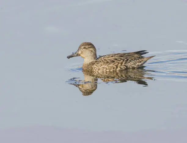A green-winged teal seen at migration time in the water at one of the marshes.
